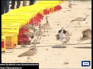 Dunya News - UAE gifts 600 swords and 300 Chinkara deers to Pakistan