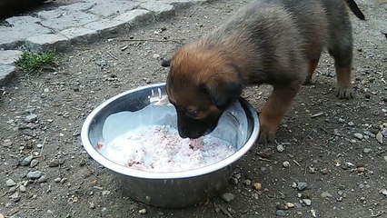 Be Aware H's @ RaubTierFütterung