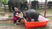 Adorable Baby Elephant Slips and Slides in Tiny Bathtub