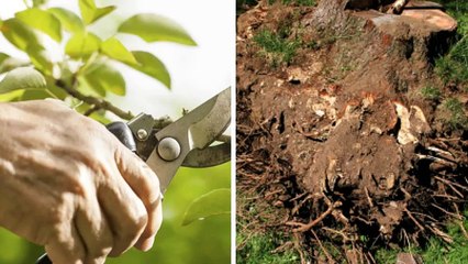 Farrell's Stump and Tree Services (919) 815-2989