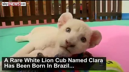 Un lionceau blanc abandonné par sa mère.