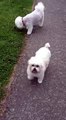 My beautiful rescue dogs  Maltese Terrier and Bichon Frise from www.manytearsrescue.org