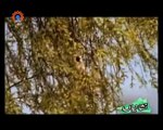 نشانیاں | SaharTV Urdu | پرندے | Nishanian