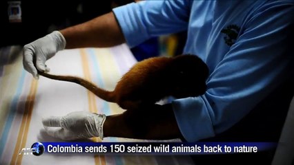Colombia sends 150 seized wild animals back to nature