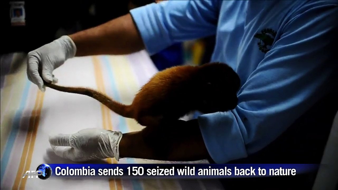 Colombia sends 150 seized wild animals back to nature