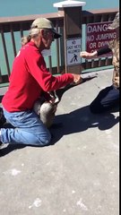 Man Saves Pelican From Dying With Fishing Wire Wrapped Around Beak