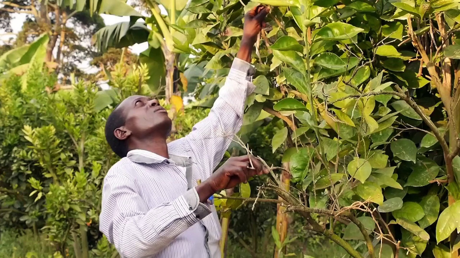 ⁣Ugandan banana producers against GM produce bill