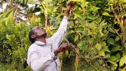 Ugandan banana producers against GM produce bill