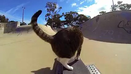 KayKay Yapan Yetenekli kedi