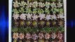 256 Beautiful Succulent Wedding Favors and Gifts plants