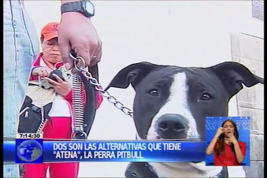 Dos alternativa tiene perra pitbull que atacó y mató a un niño