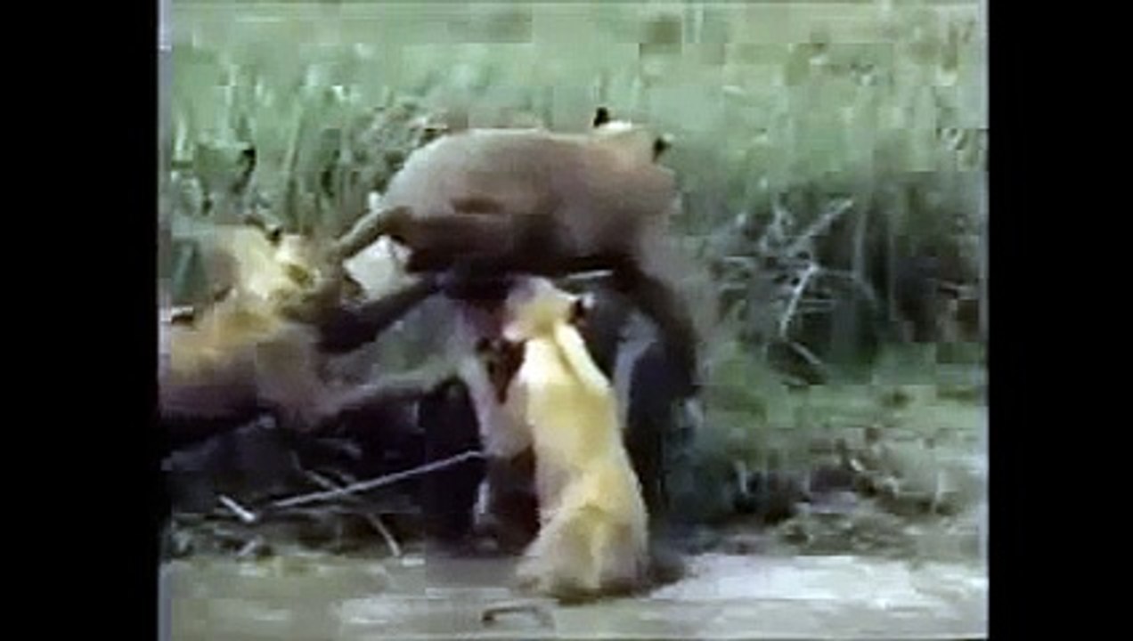 Crater Lions Of Ngorongoro - African Animals (Nature Wildlife Documentary)