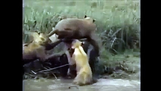 Crater Lions Of Ngorongoro - African Animals (Nature Wildlife Documentary)