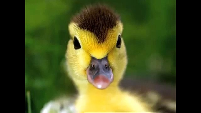 Baby Wordsworth Discovery Kit Animals Baby Einstein