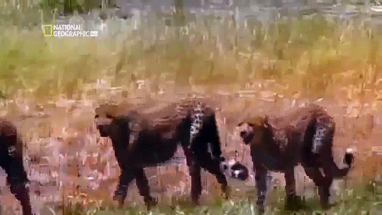 DOCU 025 Worlds Deadliest Animals History channel BBC documentary