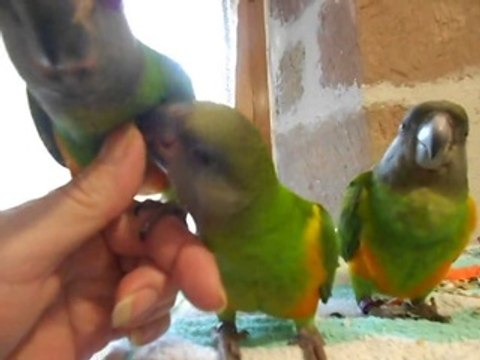 mes 6 perroquets youyou du Sénégal