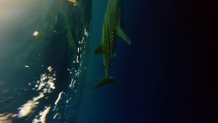 Kayakers' Close Encounter With Colossal Whale Shark