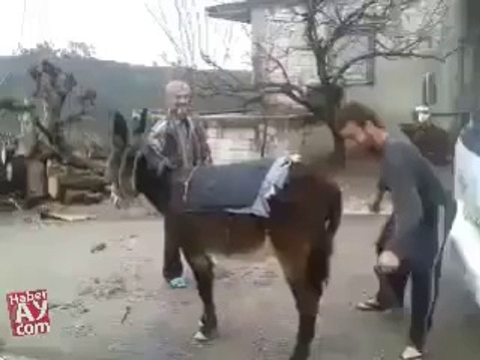starting a donkey hahahahahah