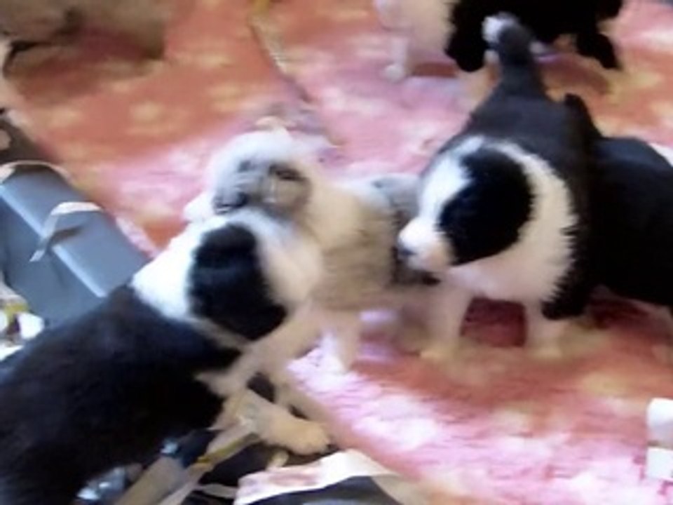 Mafalda's Border Collie-Cachorros Lenka & Indi 18-03-15