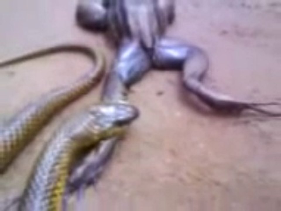 BEST UFC FIGHT EVER- FROG VS SNAKE