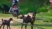 Monkey Rides on Goat Must Watch
