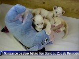 Des bébés lions blancs abandonnés par leur maman