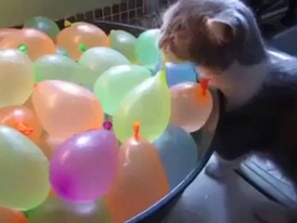 Cat Popping Water Balloons Funny Video - Funny Videos Of Cats