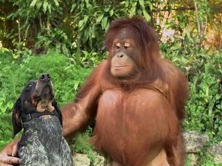 Android Friends Furever