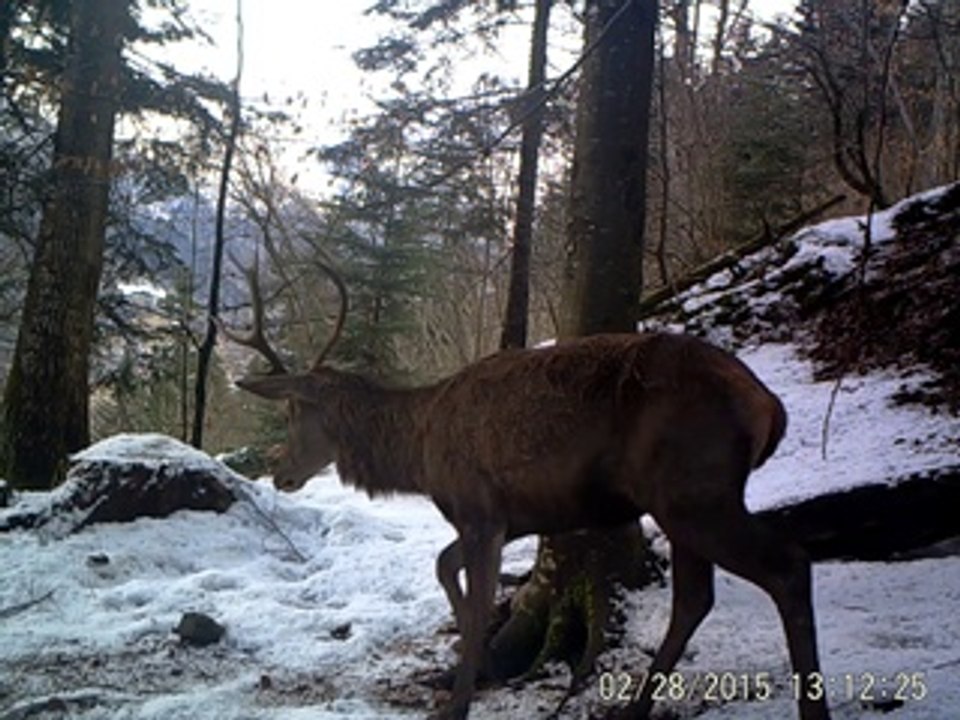 2015_jeune_cerf