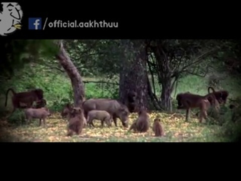 Animals Drunk in Jungle