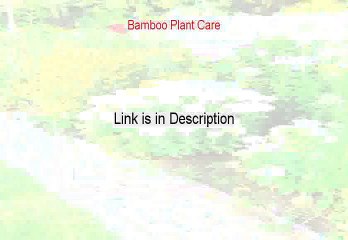 Bamboo Plant Care Reviews (Watch my Review 2015)