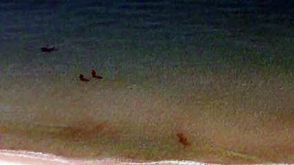 Un requin marteau proche de touristes qui se baignent