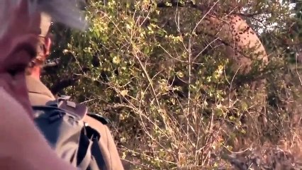 Elefante selvagem enfrenta turistas durante safari