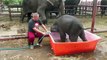 LiveLeak - Adorable Baby Elephant Slips and Slides in Tiny Bathtub