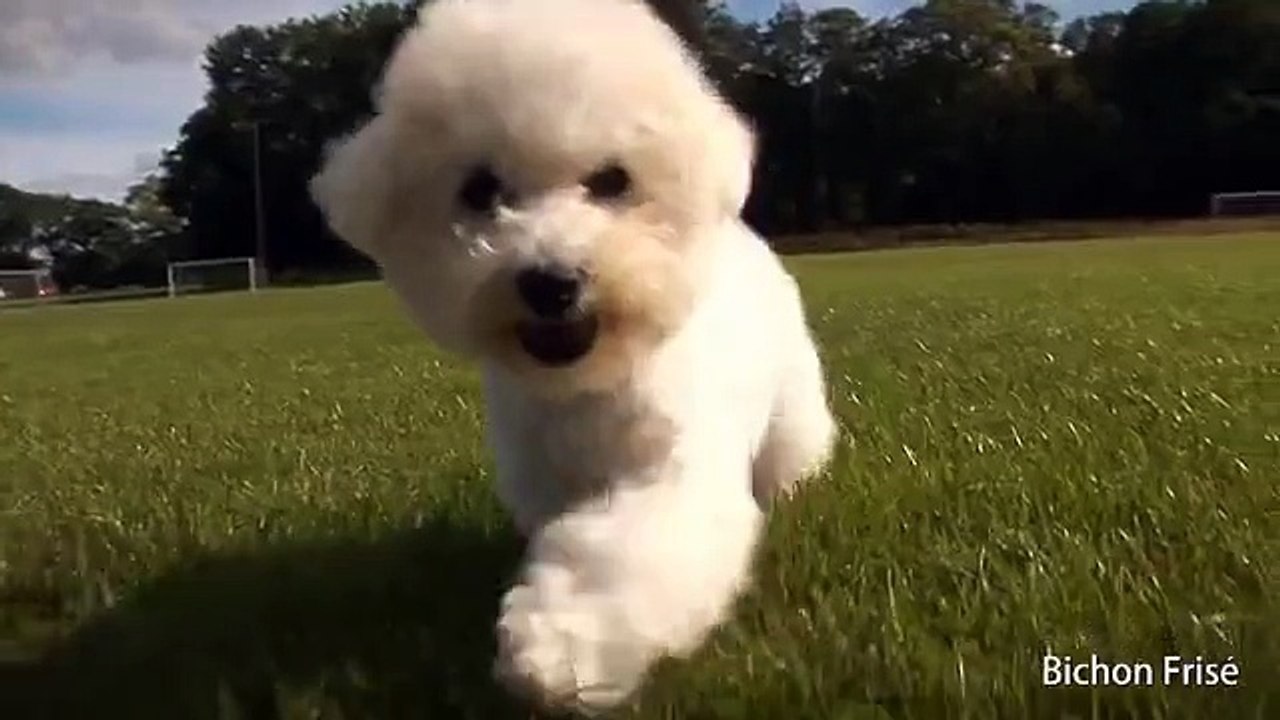 Bichon Frise.mp4