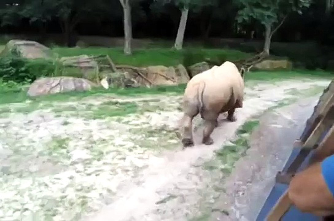 Kilimanjaro Safaris Full Ride POV   Zebras - Walt Disney Worlds Animal Kingdom, FL
