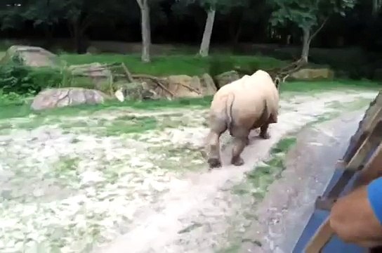 Kilimanjaro Safaris Full Ride POV Zebras - Walt Disney Worlds Animal Kingdom, FL