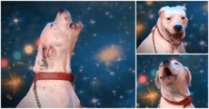 Dog Sings Whitney Houston's I Will Always Love You On Belgium's Got Talent