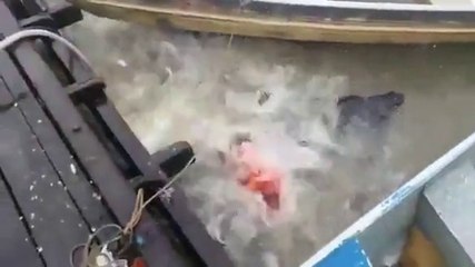 What Happens If You Get Into A Piranha-Infested River