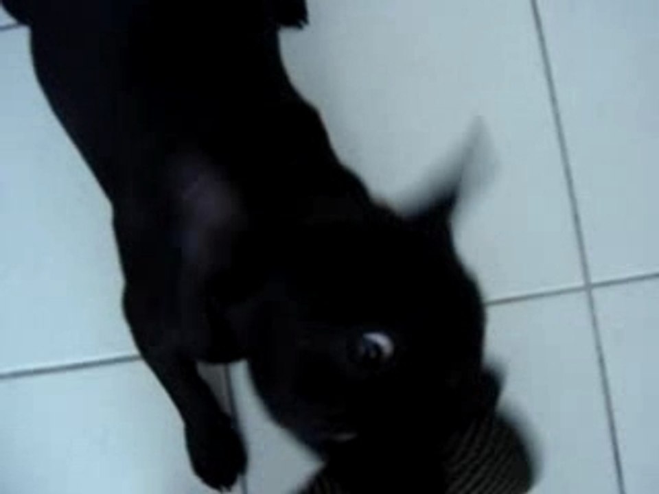 Rock'n' roll dog !