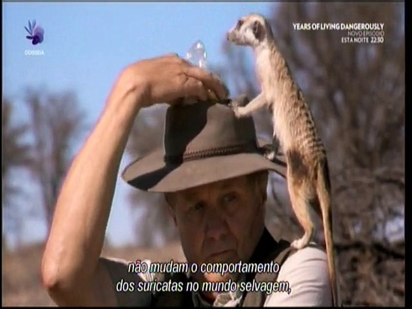 Suricata Super Estrela - Odisseia - Meerkats, Secrets Of An Animal Superstar