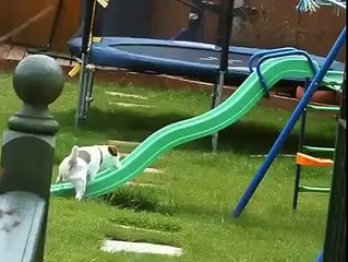 Dog Vs Slide   Dog Trying Too Hard