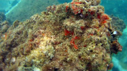 Grandes Descobertas, Ilha do Tesouro, Moal Gigante da Ilha da Páscoa, Praia Secreta, Peixes Venenosos, Navegação no Arquipélago da Almada, 25 milhas submarinas, Marcelo Ambrogi, Ubatuba, SP, Brasil, (3)