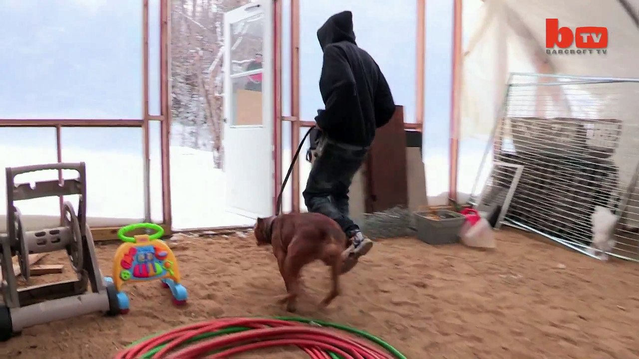Meet 'Hulk'_ The Giant 175lb Family Pit Bull