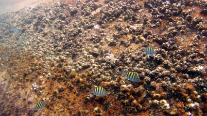 Grandes Descobertas, Ilha do Tesouro, Moal Gigante da Ilha da Páscoa, Praia Secreta, Peixes Venenosos, Navegação no Arquipélago da Almada, 25 milhas submarinas, Marcelo Ambrogi, Ubatuba, SP, Brasil, (34)