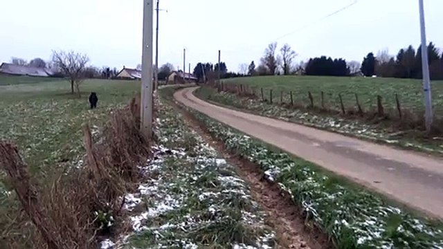 Un Sanglier charge une femme et se fait courser par des poneys!