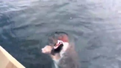 Download Video: Great White Shark Steals Fish off Fishermans Line