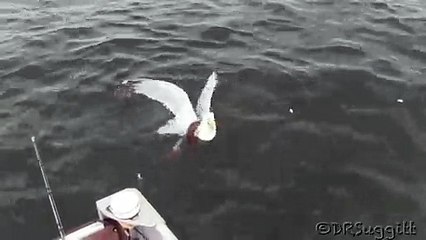 Combat entre un goéland et un vison!