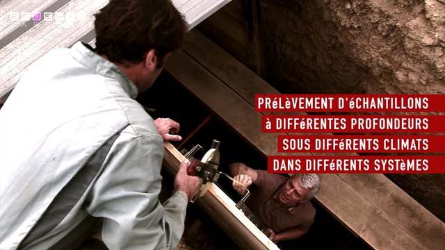 ECOSFIX - Comment les racines contribuent-elles au stockage de carbone