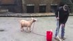 Comment faire une chanson à base de cris de chèvres